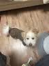 Meatyway爵宴宠物狗狗零食鸭胸肉缠地瓜干 训犬大礼包1.13kg 实拍图