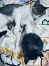 七彩缦冻干猫粮5斤2.5kg宠物幼猫成猫全阶段流浪20猫咪主粮深海鱼 鱼味猫粮5斤 实拍图