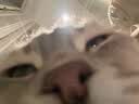 萌宠兄弟宠物次氯酸消毒液猫咪狗狗除臭剂家用室内杀菌水猫藓环境除菌喷雾 实拍图