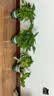 京东绿植绿萝盆栽除甲醛花卉绿植办公室新房净化空气 120款10盆源头直发 实拍图