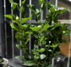虎头茉莉 白茉莉 双色茉莉 绿植花卉室内盆栽花卉盆栽白色茉莉花卉 虎头茉莉5年 实拍图