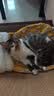 坦克小希轻烘焙全价鲜三文鱼肉猫干粮0油脂海陆双拼亮毛美毛成幼猫粮1.5kg 实拍图