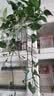 长藤绿萝盆栽室内花卉大叶绿箩水养盆景桌面办公客厅水培垂吊绿植 精品1白盆藤长80cm左右带吸水盆 实拍图