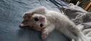 舒腾中华田园小猫咪活体田园猫宠物家养猫咪橘猫幼猫活体土猫狸花猫咪 田园级 橘白 公（幼猫两个月左右） 实拍图