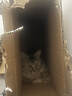 好主人猫粮 成猫猫粮 全价成猫天然粮通用鸡肉味 2.5kg/5斤 实拍图