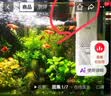阔庭（KUOTING）鱼缸水族箱客厅桌面生态透明造景家用带灯懒人制氧过滤金鱼缸白色 实拍图