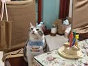 憨憨乐园猫玩具吸盘猫咪转转乐逗猫幼猫小猫逗猫棒自嗨解闷神器玩具 实拍图