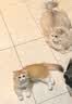 皇家猫粮 幼猫猫粮 幼猫奶糕 K36 通用粮 4-12月 10KG 实拍图
