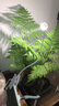 三思京东集采JC系列植物补光灯仿太阳全光谱 植物灯 盆栽夹子灯-5W 实拍图