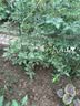 芷郁支架庭院园艺花卉植物支撑杆爬藤架葡萄黄种菜瓜花架 11mm长120cm 实拍图