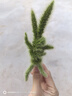 窝小芽儿童零食一口真虾条 高钙虾片饼干泡芙非油炸28%虾肉添加200g 实拍图