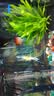 松宝（sobo）鱼缸过滤棉净化水质加厚高密度白棉水族箱鱼池生化棉过滤材料 5米 实拍图