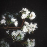 春娟黄芪霜2.0[30g]【焕亮肌肤 提亮肤色 混油皮适用】谭松韵同款 实拍图