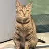 皇家猫粮 幼猫奶糕 幼猫猫粮 BK34 通用粮 1-4月 10KG 实拍图