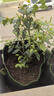 德沃多蓝莓专用营养土15L园艺种菜土壤绿植盆栽花土果蔬种植土 实拍图
