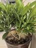 陶粒通用型垫底陶粒养花专用花盆铺面陶土种植土兰花多肉营养土 10升园艺陶粒（中颗粒12-16mm） 实拍图