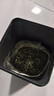 京东京造【2026新茶】明前特级信阳毛尖礼盒250g茶叶绿茶高端非遗礼盒送礼 实拍图