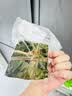 皇中皇肇庆特产裹蒸粽经典早餐组合400克*3只传统鲜肉粽广东粽子 实拍图
