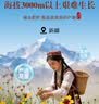 福然 昆仑胎菊100克 新疆胎菊天山雪菊野菊花茶 养生茶花草茶 实拍图
