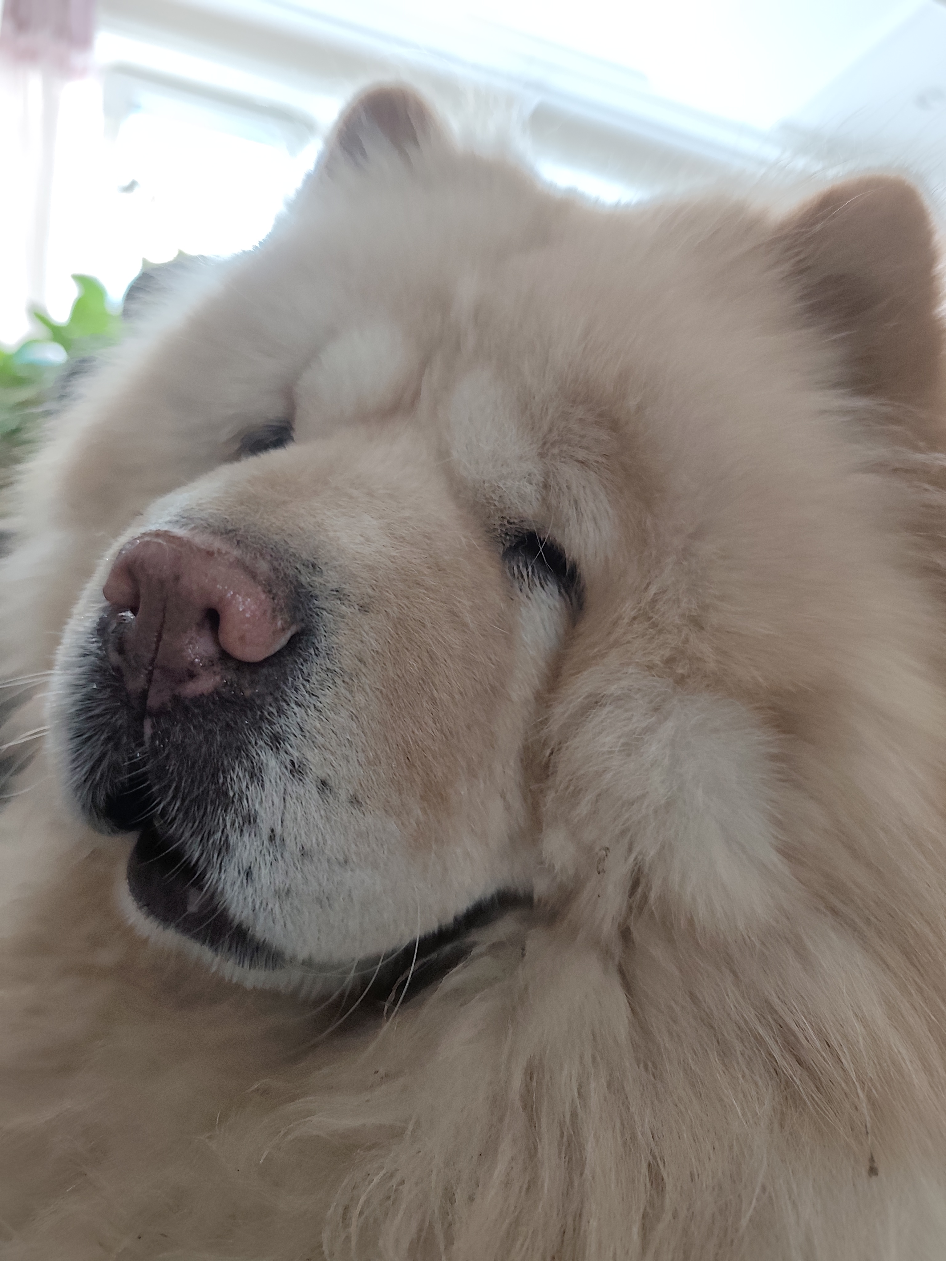 伯纳天纯舒纯系列全价狗粮三文鱼配方犬粮低敏成犬幼犬主粮12kg/24斤 实拍图