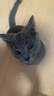 雷米高（RAMICAL）澳丽得 猫粮蓝猫英短主粮幼猫成猫海洋鱼味全价猫粮试吃500g 1斤 实拍图