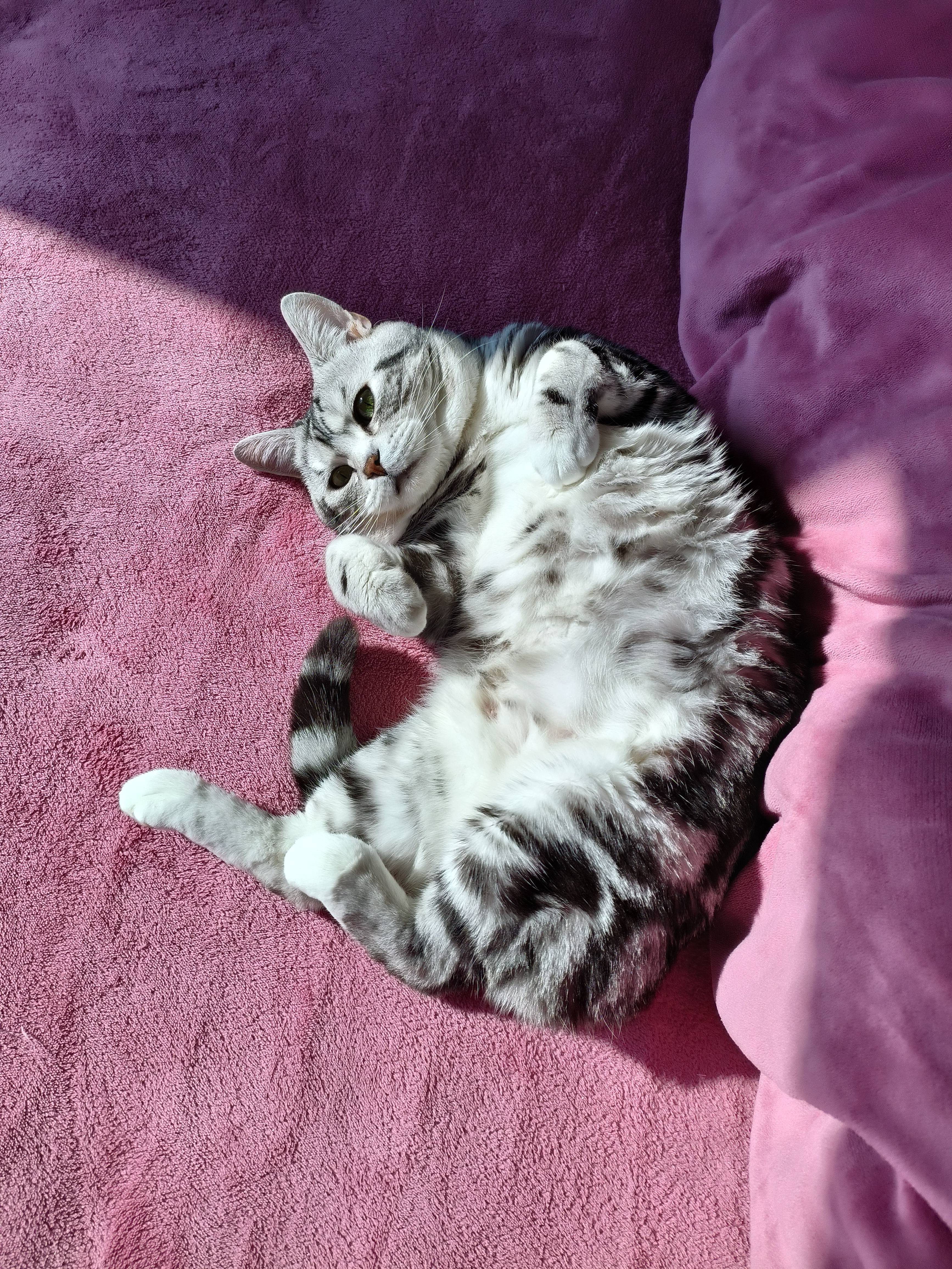 网易严选全价猫粮4.0成幼猫三文鱼亮毛养胃深海鱼虾1.8kg*6袋【宠物金选】 实拍图