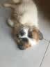 南啵丸混血柯基犬幼崽威尔士柯基双色三色杂交宠物狗黄白色柯基狗狗活体 混血级 田园混血柯基+狗粮+狗笼+包邮 公 晒单实拍图