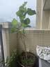 德沃多进口纯泥炭土12L园艺植物营养土通用养花土种菜土壤兰花 实拍图