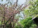 Apple/苹果 60W type-c充电线-1米 usb-c手机数据线 原装旗舰店苹果iPhone 17 Pro Max iPad快充线 实拍图