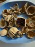 【限时优惠】新疆185纸皮生核桃5斤原味坚果孕妇零食核桃纸皮薄皮 【2斤手剥即开】精选185纸皮核桃 新疆阿克苏老树大号185纸皮核桃 实拍图