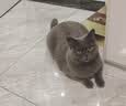 凯锐思银爪P28高蛋白全价猫粮亲和肠胃鲜肉冻干双拼成猫粮 【肠道养护】鱼肉味12斤 实拍图