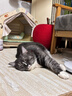 艾禾美（ARM&HAMMER）铁锤猫砂黑盒绿标28磅膨润土钠基矿石矿砂进口猫咪沙用品除臭低尘 实拍图
