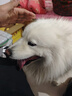 麦富迪狗粮 无谷牛肉双拼狗粮成犬 小型犬中大型犬通用10kg/20斤 实拍图