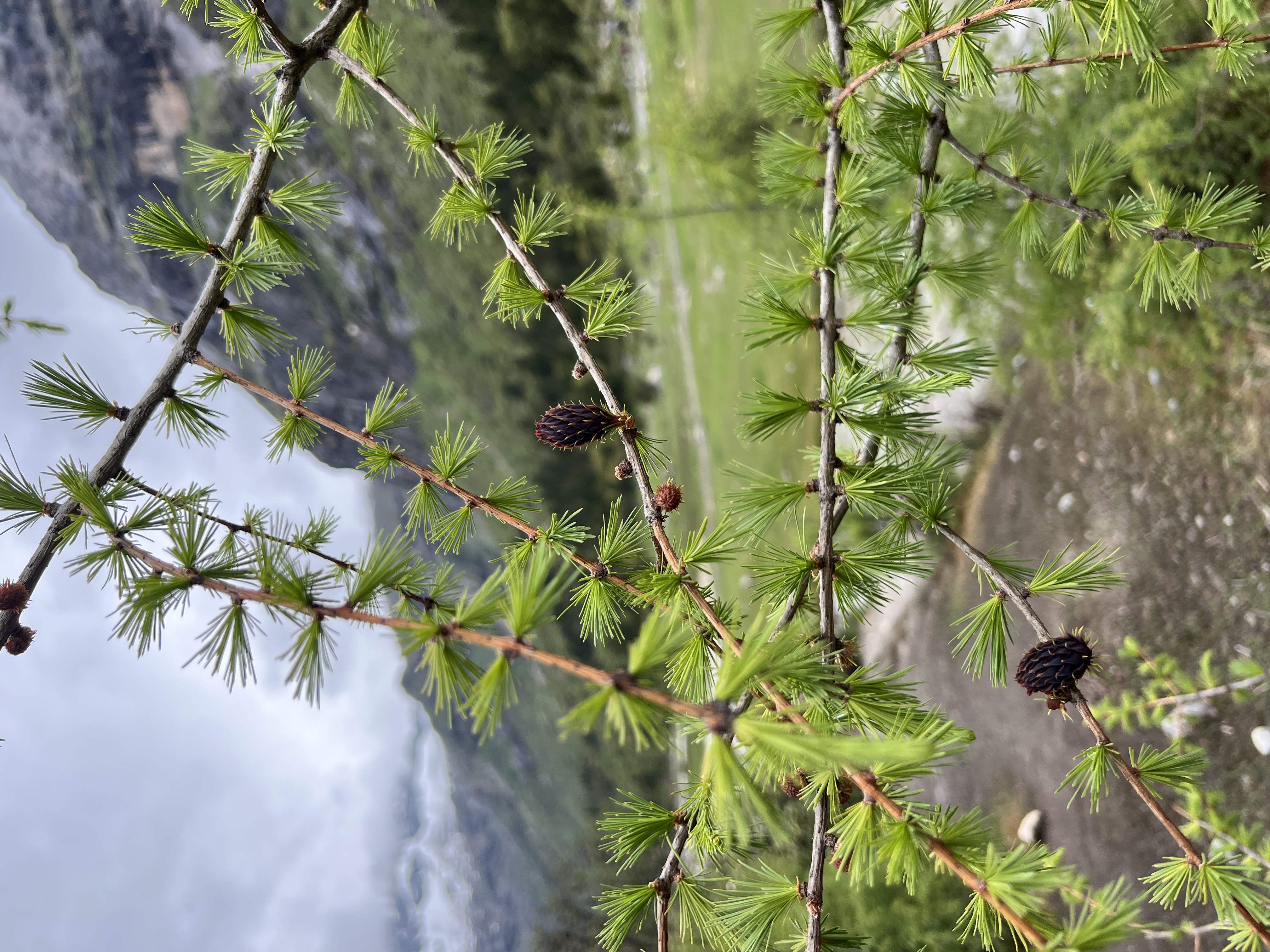 蕉下（beneunder）工装降落伞兵裤女士速干裤登山宽松阔腿防晒裤DS673 实拍图