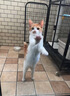 皇家（ROYAL CANIN）猫粮慕斯猫罐头湿粮奶糕幼猫粮全价粮 猫咪主食级罐头BMC 【新品尝鲜528g】幼猫奶糕罐头88g*6罐 实拍图