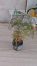 文竹盆栽绿植花卉盆景植物室内客厅水培文松云竹文竹大苗四季常青 小文竹【1颗】原盆原土球发货 高度15-25cm 实拍图