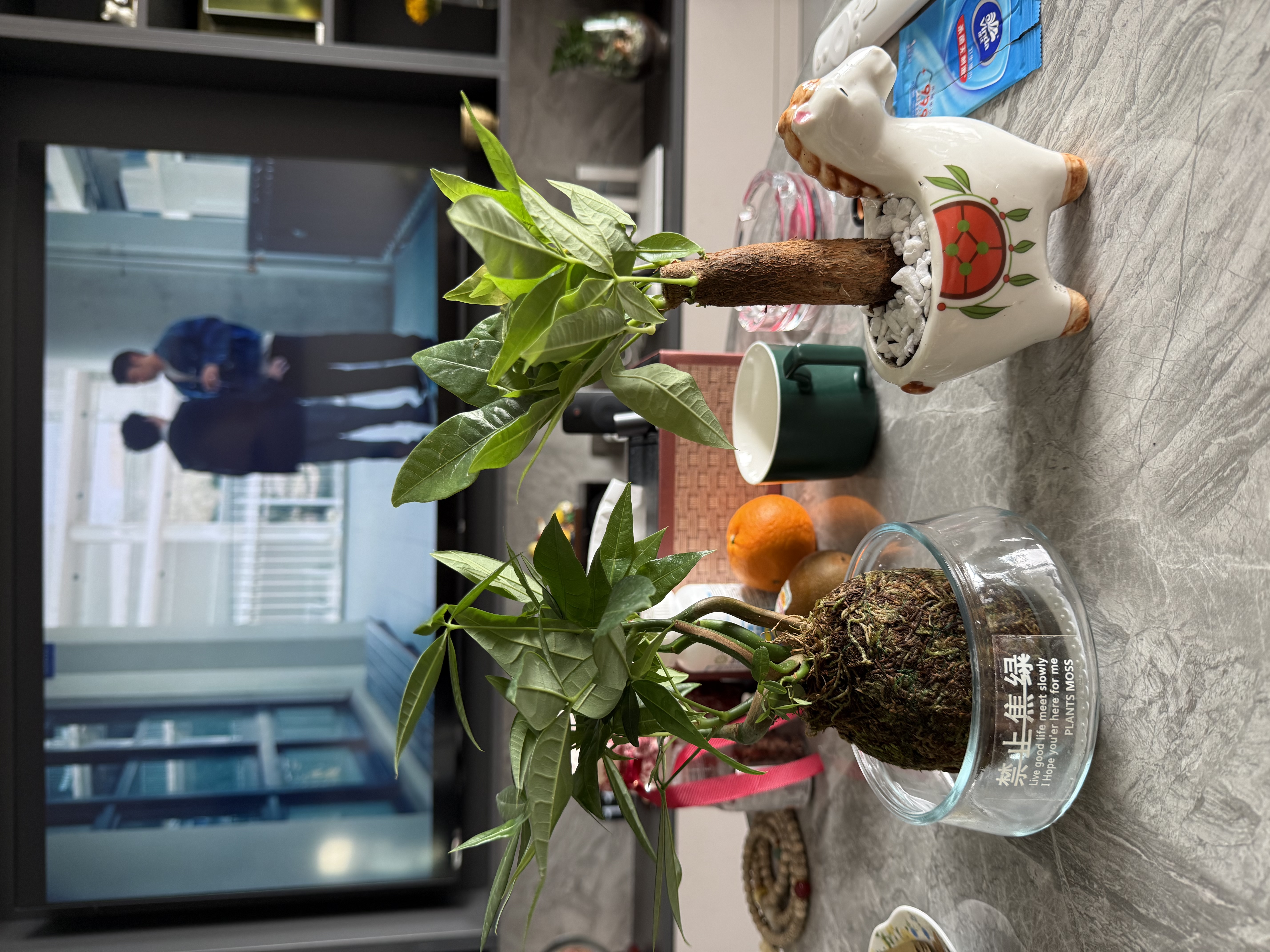 花翁奇趣发财树苔藓球水培植物办公室内桌面好养耐活造型绿植源头直发 实拍图