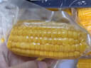 北纬47度水果玉米2.64斤(220g*6根)开袋即食鲜甜玉米棒 低脂低GI 早餐苞米 实拍图