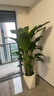 植男植女天堂鸟盆栽客厅室内大型绿植真花办公室大叶植物鹤望兰源头直发 实拍图
