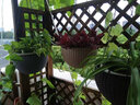 曼杉园（manshanyuan） 藤编吊兰盆 吊兰绿萝垂吊植物花盆 阳台庭院 吊篮盆 藤编吊篮盆(卡其色) 小 实拍图