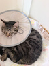 猫八万伊丽莎白圈绝育护理项圈猫咪狗狗美容脖圈防舔咬头套脖圈 灰M 实拍图