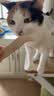 WEYES冻干鸭小胸350g桶装宠物猫狗零食大礼包营养适口性好 实拍图