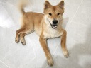 疯狂小狗狗粮 中大型幼犬成犬 鸡肉燕麦呵护肠胃通用粮2kg/4斤 实拍图