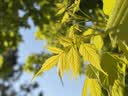 卡姿兰（Carslan）灵动大眼四色眼影盘粉质细腻不飞粉 01气场金棕5g 七夕情人节礼物 实拍图