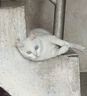 力狼 猫条猫零食 成幼猫通用宠物猫咪零食猫湿粮 鲜肉混合口味猫条15g*10支 实拍图