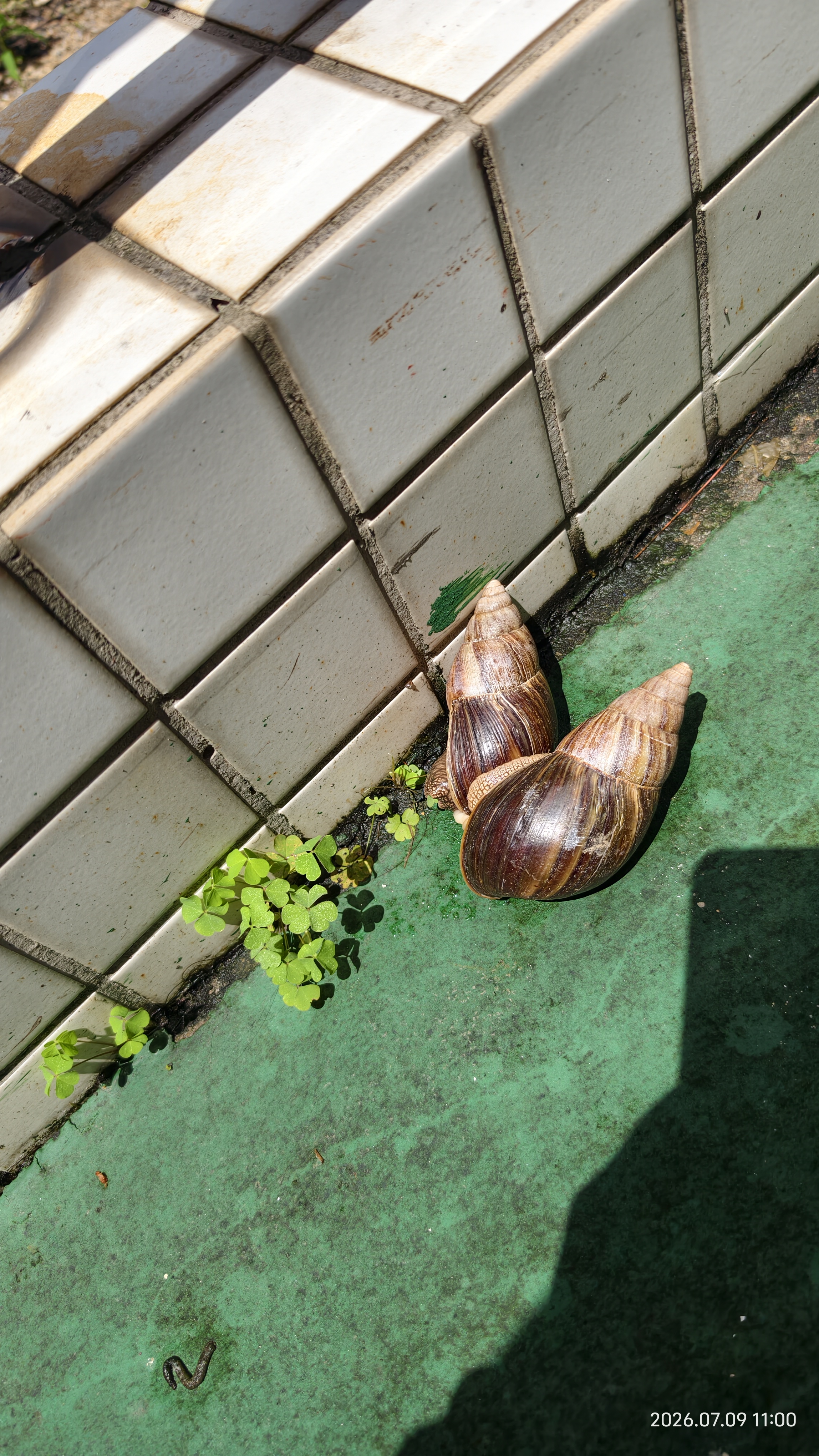 所望牛奶香沐浴露750ml 男女士专用持久留香滋润保湿高端沐浴乳液 实拍图