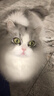 俘获G12猫咪毛球克星猫零食云草片杉化去助排毛球维生素鱼油冻干棒 【多维鱼油】尝鲜*8包散装(16颗) 实拍图