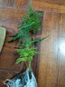 文竹盆栽绿植花卉盆景植物室内客厅水培文松云竹文竹大苗四季常青 文竹【1颗】原盆原土球发货 高度15-25cm 实拍图