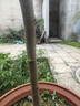 东北耐寒鸡心果苗南北方四季种植鸡心果树苗盆栽地栽矮化苹果苗 5年大苗 当年结果较多 70cm(含)-79cm(含) 实拍图
