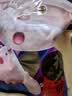 杨大爷柴火烟熏腊味四川风味特产咸肉五花川味腊肉1斤装500g 需烹饪食用 实拍图